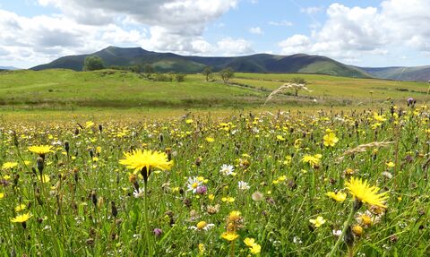 A view of Eycott Hill Nature Reserve, looking towards Blencathra, with a wildflower meadow in the foreground. 