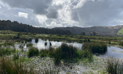 nichols moss lower field post restoration