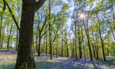 A view of bluebells underneath woodland trees with sunshine coming through the branches. 