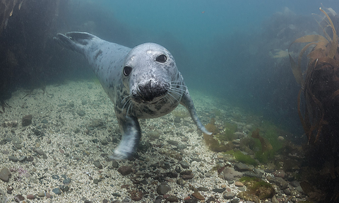 Grey seal