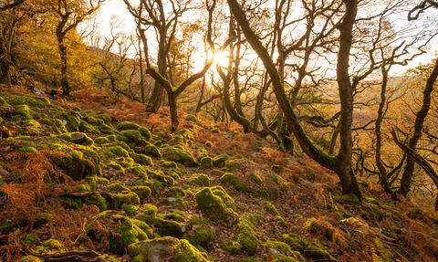 An oak woodland on the slopes of a fell with mossy rocks in the foreground