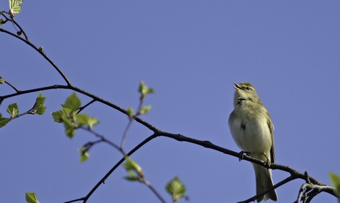 Willow warbler singing in birch tree copyright Chris Gomersall/2020VISION