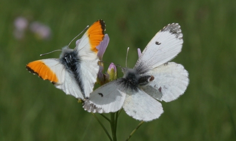 Orange tip butterfly - male and female