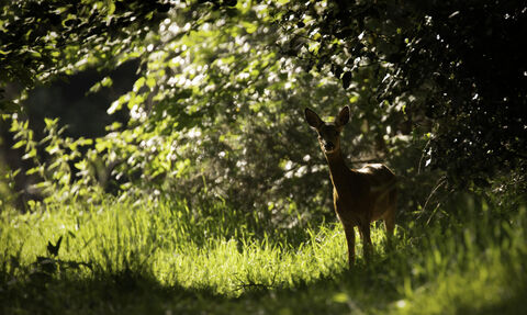 roe deer at forest edge in summer credit Jon Hawkins - Surrey Hill Photography
