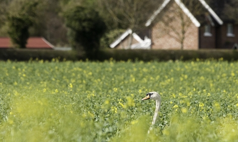 Mute swan in oilseed rape field in Berkshire copyright Bertie Gregory/2020VISION