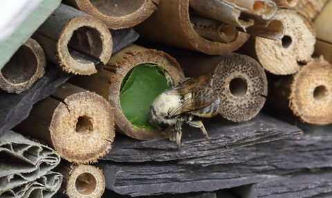 Leaf cutter bee in bug hotel house copyright Vaughn Matthews