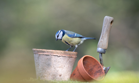 Blue tit on empty plant pot and garden trowel credit Joshua Copping