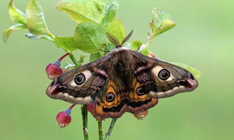 Emporer moth
