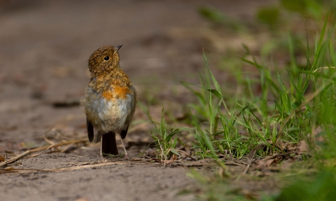 A scruffy robin fledgling on the ground, nest to some patchy grass, looking upwards.