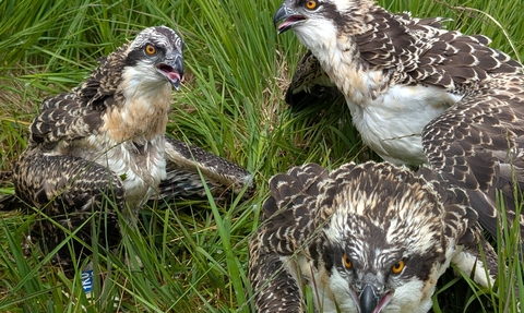 Three six-week-old osprey chicks on the grass at Foulshaw Moss Nature Reserve, after having tags put on their legs by a licensed bird ringer