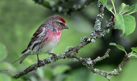 Redpoll