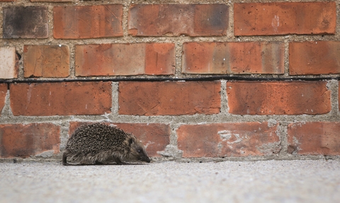Hedgehog walking beside a brick wall