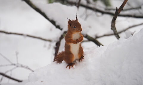 Red squirrel stood on a branch in the snow