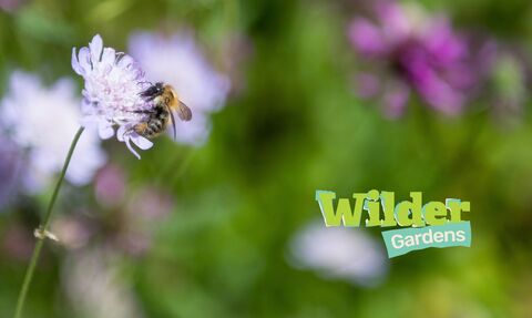 photo with bee on a flower and 'wilder gardens' logo in the corner