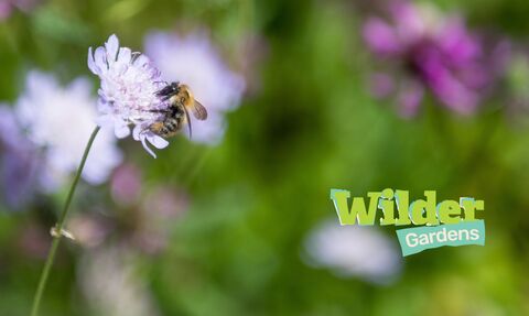 photo with bee on a flower and 'wilder gardens' logo in the corner