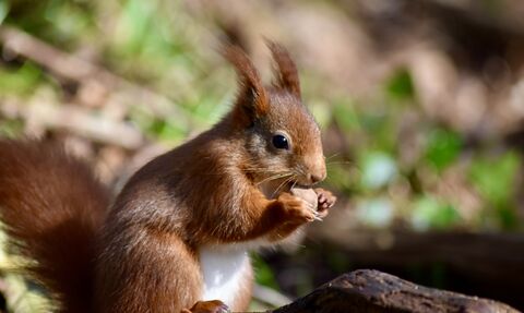 Red squirrel © Hollie Tweedie