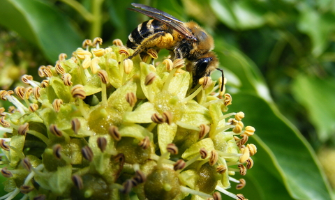 Ivy bee Colletes hederae credit Jane Adams