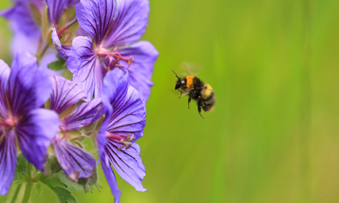 Early bumblebee