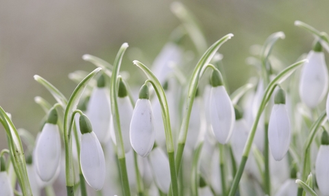 Snowdrops. Credit Katrina Martin