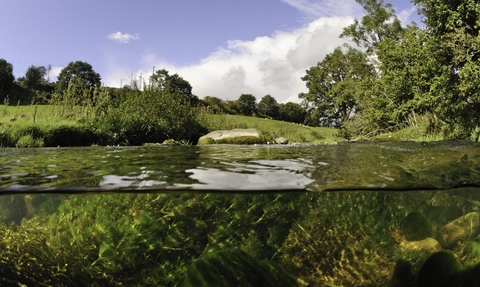 Split level view of the River Leith, with aquatic plants: Water-crowfoot (Ranunculus penicillatus subsp. penicillatus) England: Cumbria, Eden Valley, Great Strickland, September © Linda Pitkin/2020VISION