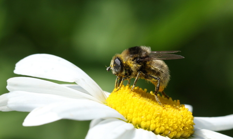 Pollinator on daisy c Vaughn Matthews