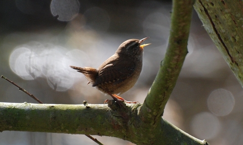 A wren - small brown bird perching on a bare branch, with its mouth open to sing.