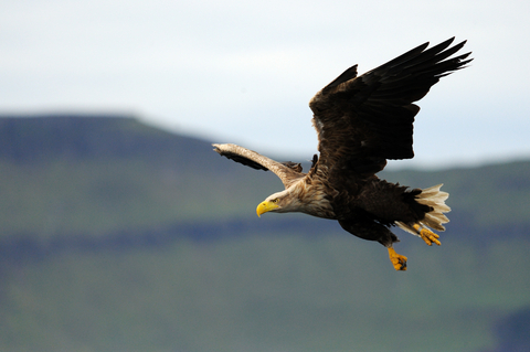 Keswick Hotel: Birds of prey