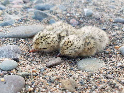 Two-little-tern-chicks-South-