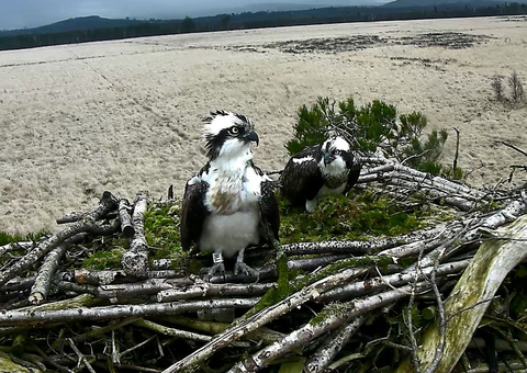 Ospreys! Ospreys everywhere!