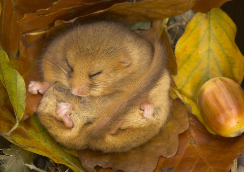 Hibernation or Torpor? | Cumbria Wildlife Trust