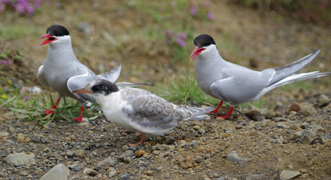 Avian flu – the latest symptom of our ailing ecosystems | Cumbria ...