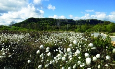 Image of Foulshaw Moss Nature Reserve with cottongrass in foreground. Credit: Bex Lynam