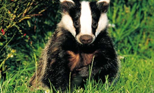 image of a badger sitting in green grass