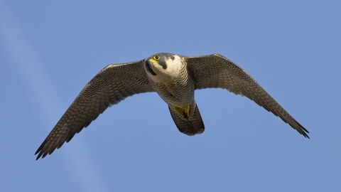 Peregrine falcon in flight