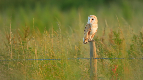 Barn Owl Cumbria Wildlife Trust