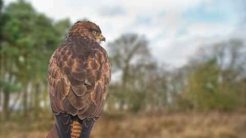 Common buzzard