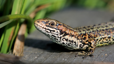 Common lizard