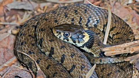 Grass snake