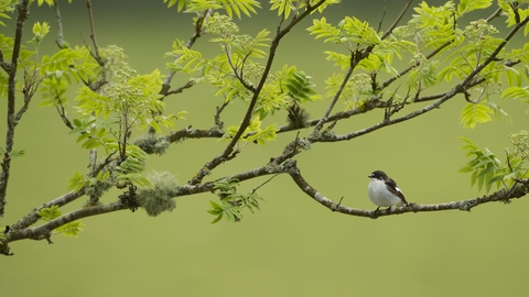 Pied flycatcher