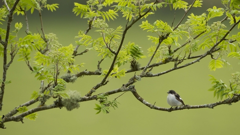 Pied flycatcher