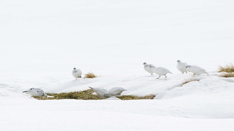 Ptarmigan flock