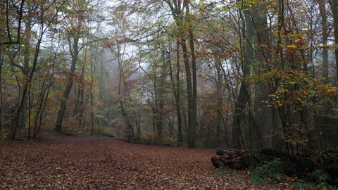 Beech and yew wood