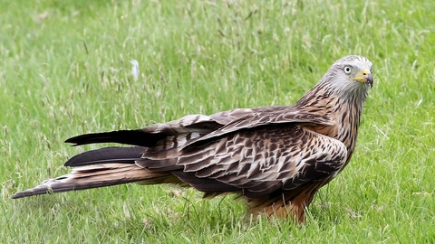 Red kite on ground