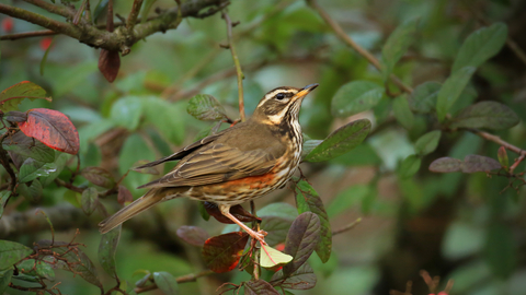 Redwing