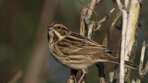 Reed Bunting