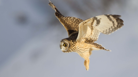 Short-eared owl