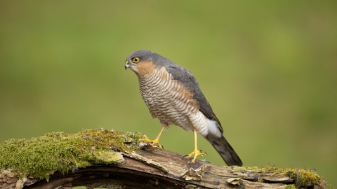 Sparrowhawk