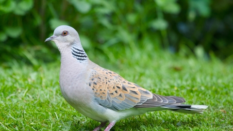 Turtle dove