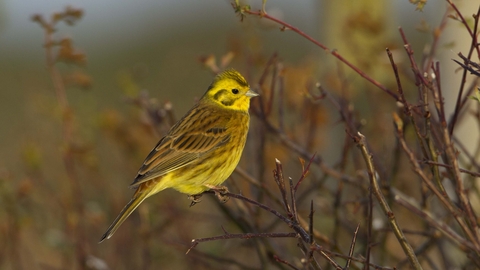 Yellowhammer