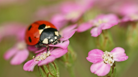 7-spot Ladybird